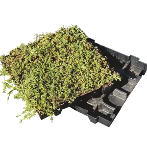 Actieprijs Sedumtray ECO (m²)