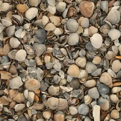 Laatste Versie Schelpen 8-16 mm 17 liter