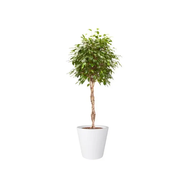 Elho pure straight round 50 wit (lxbxh)50x50x51 Nieuw
