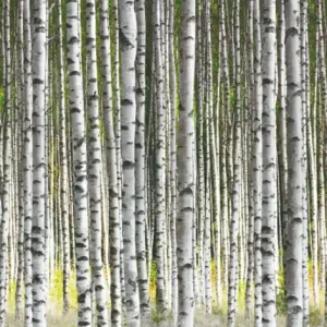 Noordwand Smart Art Easy Fotobehang berkenbos 47220 Gratis Retour