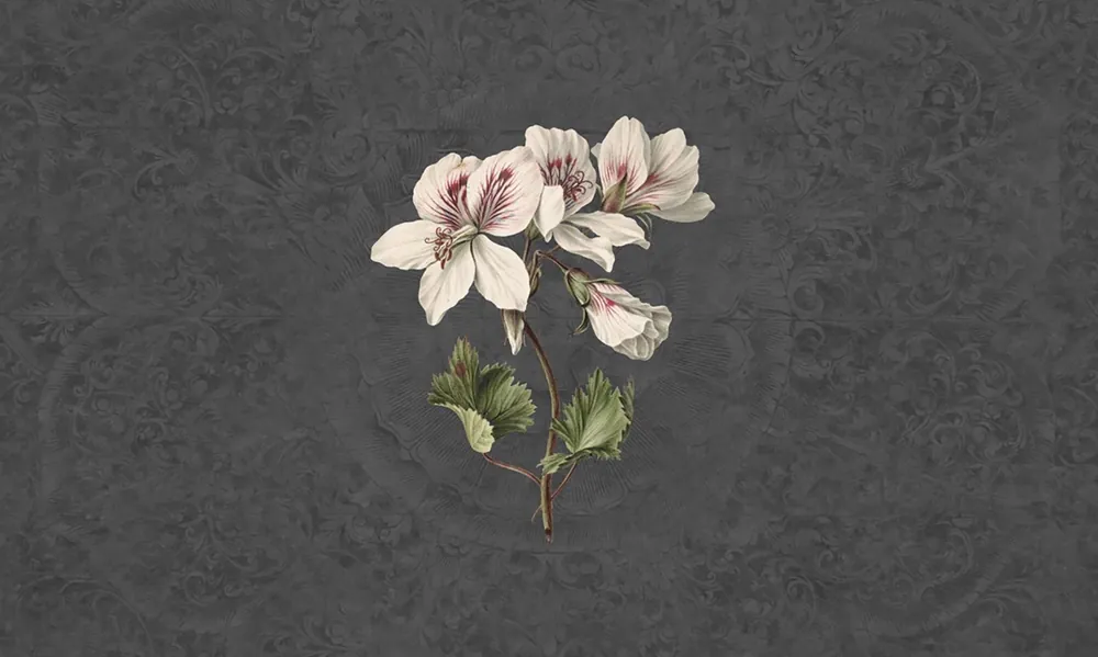Vanilla Lime Vanilla Lime Fotobehang Daydreams - 014277 Must-Have